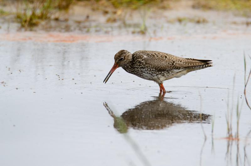  20150515-PB8_8727.JPG </br ><small> 2015-05-15 13:09</br >NIKON D800 + 150.0-600.0 mm f/5.0-6.3<br /> 600mm 1/800s f/8 ISO 360</small>