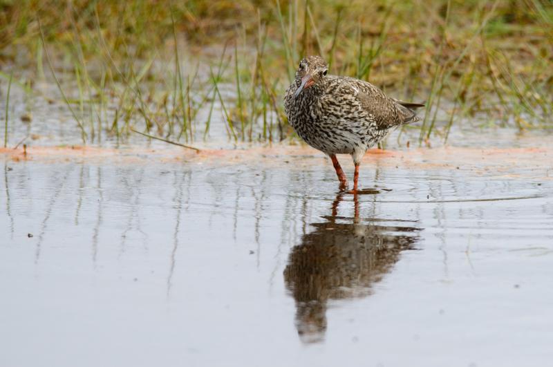  20150515-PB8_8730.JPG </br ><small> 2015-05-15 13:10</br >NIKON D800 + 150.0-600.0 mm f/5.0-6.3<br /> 600mm 1/800s f/8 ISO 360</small>