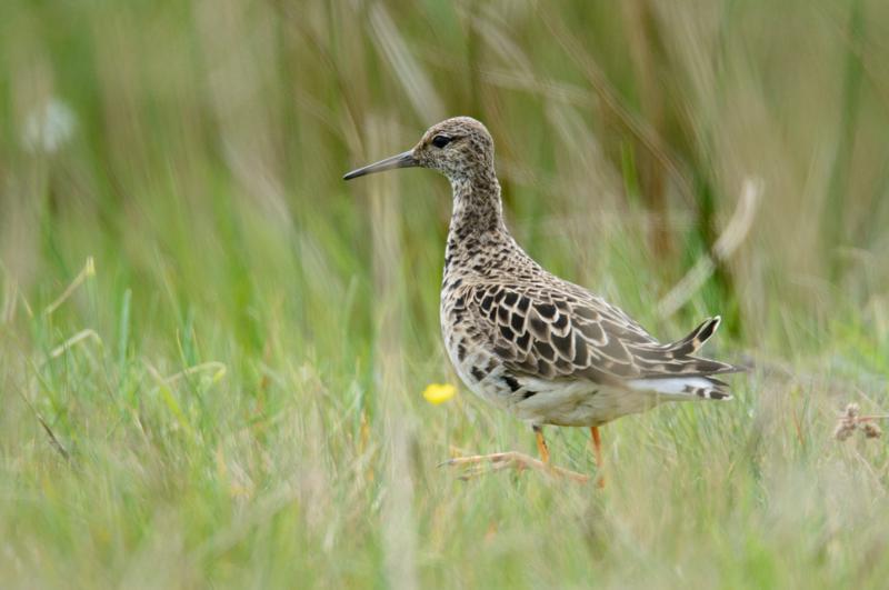  20150515-PB8_8739.JPG </br ><small> 2015-05-15 13:15</br >NIKON D800 + 150.0-600.0 mm f/5.0-6.3<br /> 600mm 1/1000s f/8 ISO 1000</small>