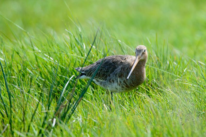  20150515-PB8_8780.JPG </br ><small> 2015-05-15 14:38</br >NIKON D800 + 150.0-600.0 mm f/5.0-6.3<br /> 600mm 1/1000s f/8 ISO 720</small>