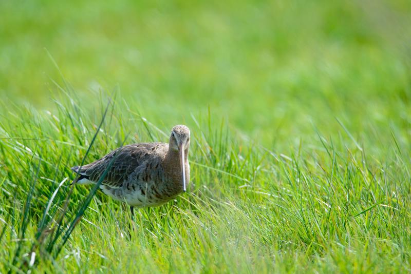  20150515-PB8_8781.JPG </br ><small> 2015-05-15 14:38</br >NIKON D800 + 150.0-600.0 mm f/5.0-6.3<br /> 600mm 1/1000s f/8 ISO 720</small>