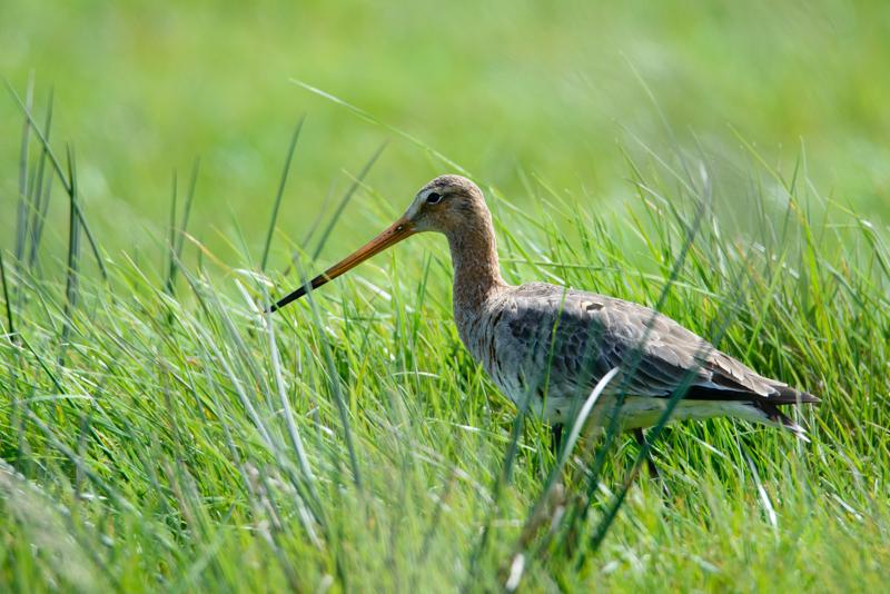  20150515-PB8_8786.JPG </br ><small> 2015-05-15 14:39</br >NIKON D800 + 150.0-600.0 mm f/5.0-6.3<br /> 600mm 1/1000s f/8 ISO 800</small>