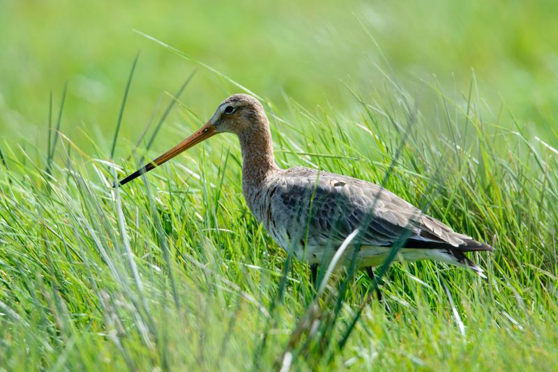  20150515-PB8_8787.JPG </br ><small> 2015-05-15 14:39</br >NIKON D800 + 150.0-600.0 mm f/5.0-6.3<br /> 600mm 1/1000s f/8 ISO 800</small>