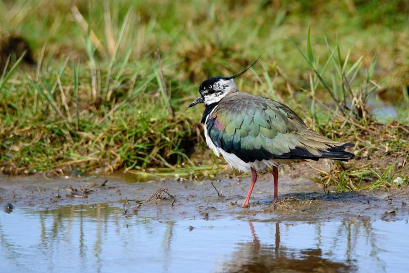  20150515-PB8_8845.JPG </br ><small> 2015-05-15 14:50</br >NIKON D800 + 150.0-600.0 mm f/5.0-6.3<br /> 600mm 1/1000s f/8 ISO 720</small>