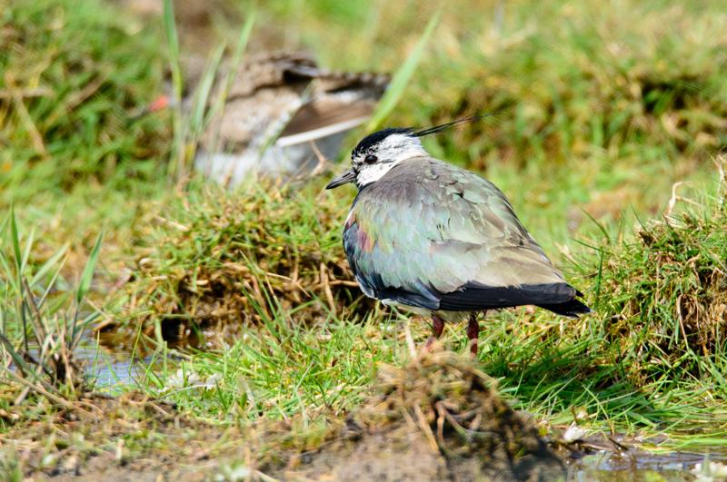  20150515-PB8_8854.JPG </br ><small> 2015-05-15 14:51</br >NIKON D800 + 150.0-600.0 mm f/5.0-6.3<br /> 600mm 1/1000s f/8 ISO 900</small>