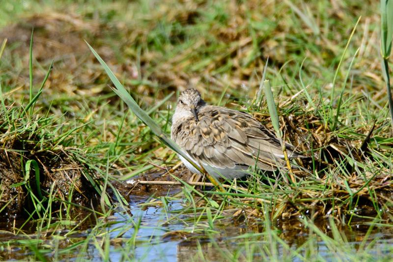  20150515-PB8_8864.JPG </br ><small> 2015-05-15 14:53</br >NIKON D800 + 150.0-600.0 mm f/5.0-6.3<br /> 600mm 1/1250s f/8 ISO 900</small>