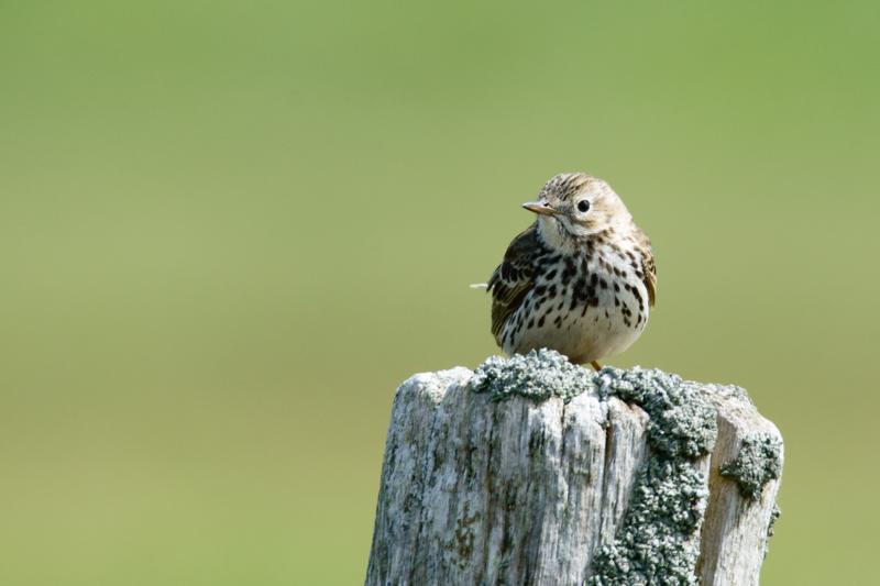  20150515-PB8_8869.JPG </br ><small> 2015-05-15 14:55</br >NIKON D800 + 150.0-600.0 mm f/5.0-6.3<br /> 600mm 1/1250s f/8 ISO 720</small>