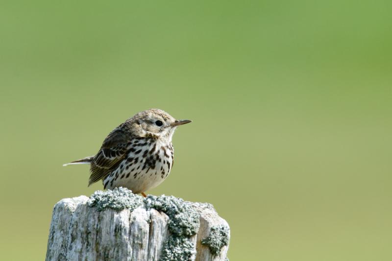  20150515-PB8_8871.JPG </br ><small> 2015-05-15 14:55</br >NIKON D800 + 150.0-600.0 mm f/5.0-6.3<br /> 600mm 1/1250s f/8 ISO 800</small>