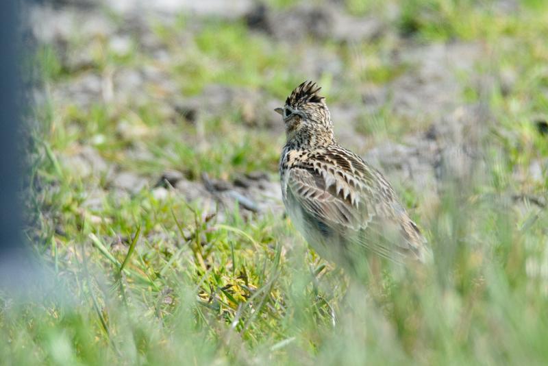  20150515-PB8_8882.JPG </br ><small> 2015-05-15 15:00</br >NIKON D800 + 150.0-600.0 mm f/5.0-6.3<br /> 500mm 1/1250s f/8 ISO 800</small>