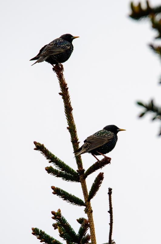  20150515-PB8_8894.JPG </br ><small> 2015-05-15 18:28</br >NIKON D800 + 150.0-600.0 mm f/5.0-6.3<br /> 600mm 1/1250s f/8 ISO 640</small>