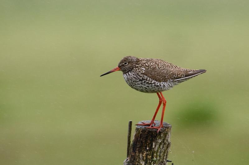  20150516_PB8_8919.JPG </br ><small> 2015-05-16 13:39</br >NIKON D800 + 150.0-600.0 mm f/5.0-6.3<br /> 600mm 1/1000s f/8 ISO 2500</small>