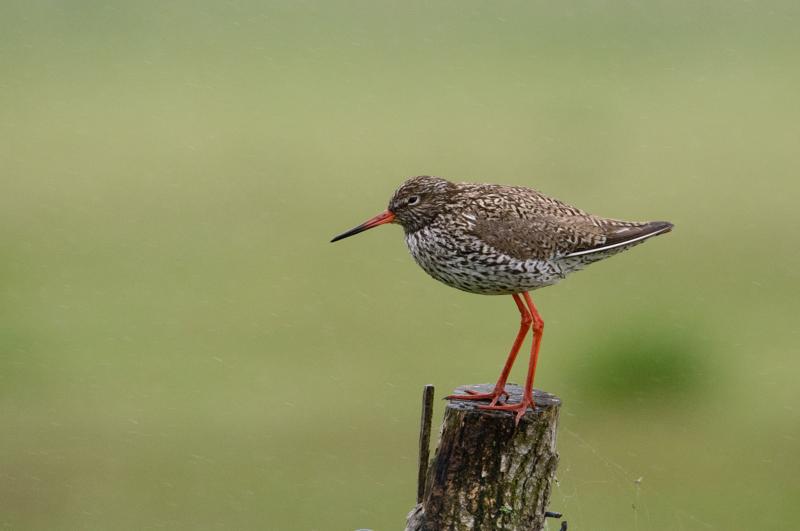  20150516_PB8_8920.JPG </br ><small> 2015-05-16 13:39</br >NIKON D800 + 150.0-600.0 mm f/5.0-6.3<br /> 600mm 1/1000s f/8 ISO 2500</small>