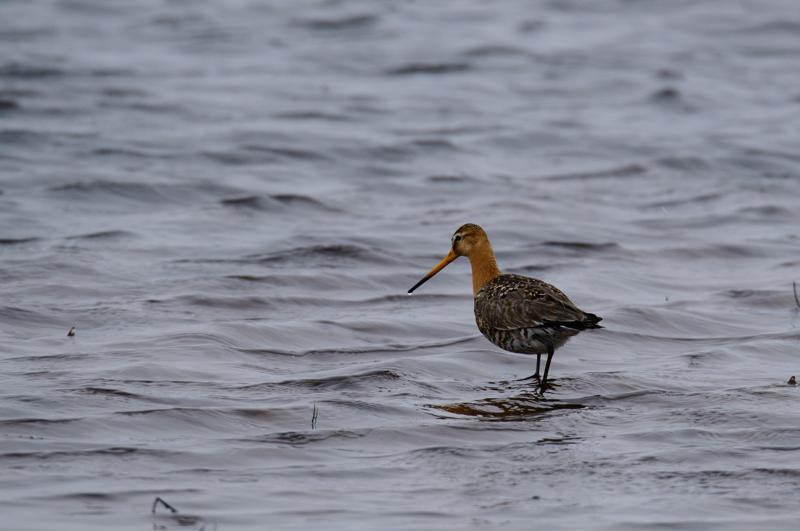  20150516_PB8_8934.JPG </br ><small> 2015-05-16 14:03</br >NIKON D800 + 150.0-600.0 mm f/5.0-6.3<br /> 600mm 1/1000s f/8 ISO 800</small>