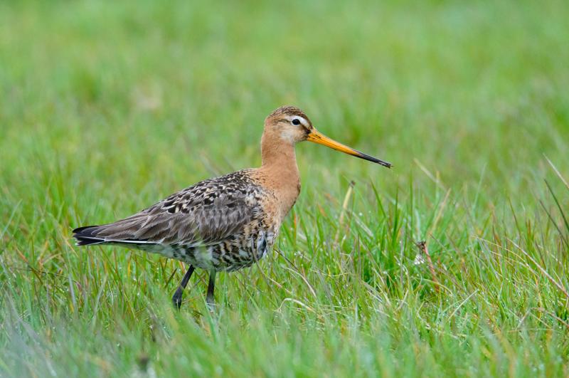  20150516_PB8_8968.JPG </br ><small> 2015-05-16 14:34</br >NIKON D800 + 150.0-600.0 mm f/5.0-6.3<br /> 600mm 1/1600s f/9 ISO 3600</small>