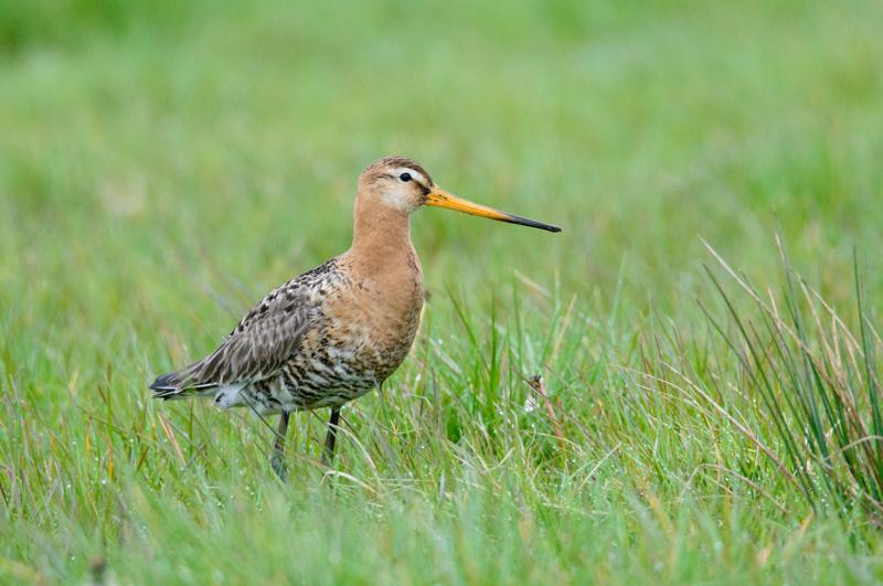  20150516_PB8_8976.JPG </br ><small> 2015-05-16 14:34</br >NIKON D800 + 150.0-600.0 mm f/5.0-6.3<br /> 600mm 1/1600s f/9 ISO 3600</small>