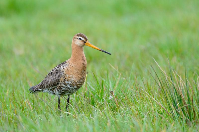  20150516_PB8_8979.JPG </br ><small> 2015-05-16 14:34</br >NIKON D800 + 150.0-600.0 mm f/5.0-6.3<br /> 600mm 1/1600s f/9 ISO 3600</small>