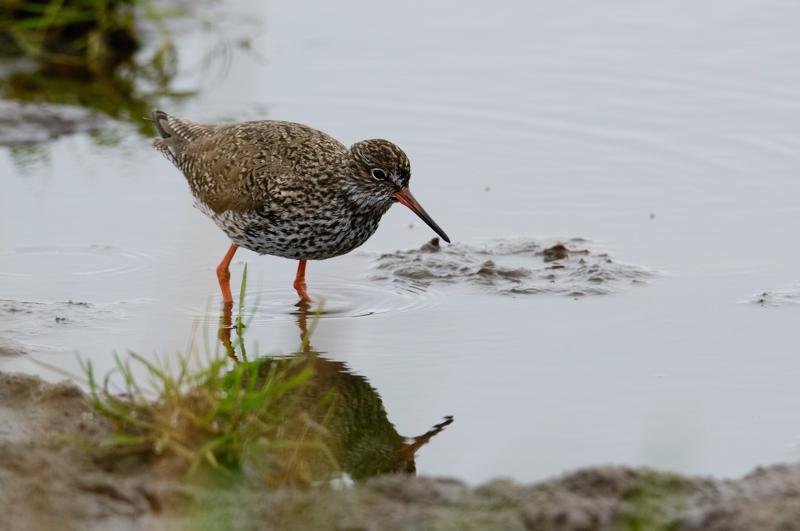  20150516_PB8_8992.JPG </br ><small> 2015-05-16 14:37</br >NIKON D800 + 150.0-600.0 mm f/5.0-6.3<br /> 500mm 1/1600s f/9 ISO 1800</small>