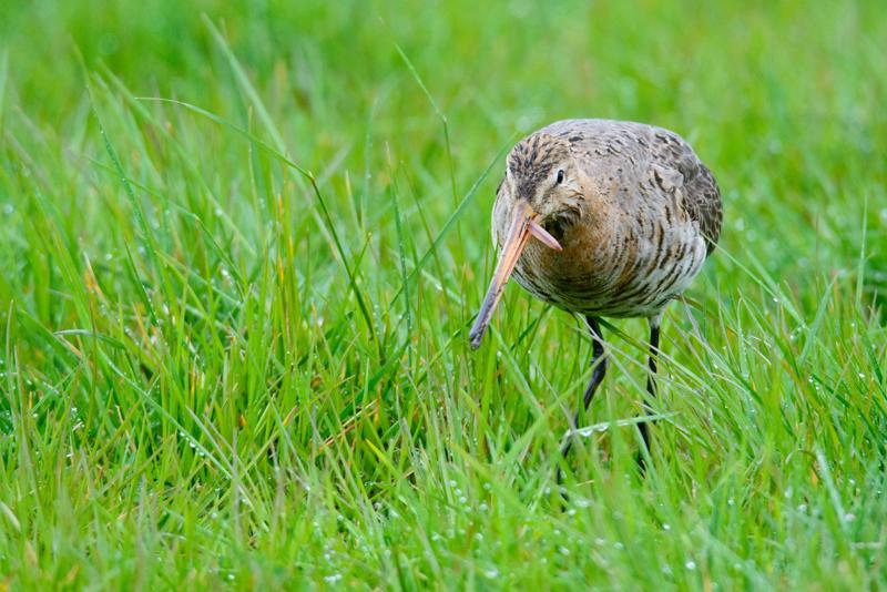  20150516_PB8_9008.JPG </br ><small> 2015-05-16 14:43</br >NIKON D800 + 150.0-600.0 mm f/5.0-6.3<br /> 600mm 1/1600s f/9 ISO 3200</small>