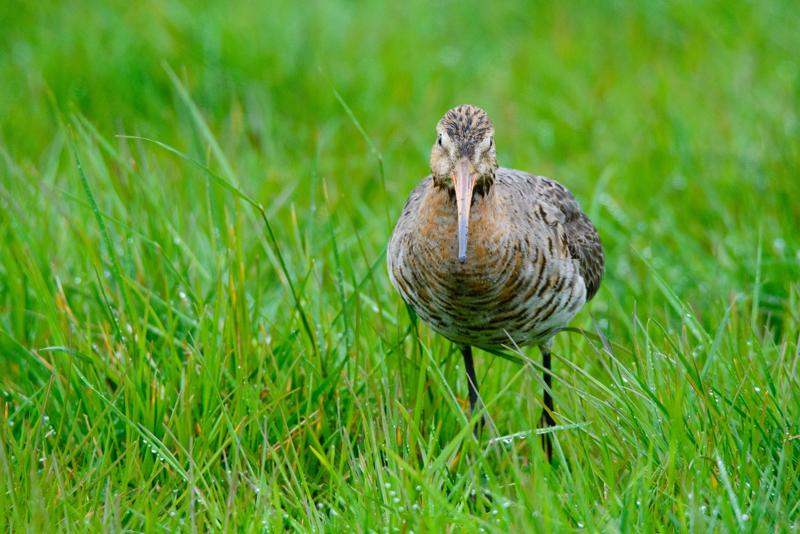  20150516_PB8_9009.JPG </br ><small> 2015-05-16 14:43</br >NIKON D800 + 150.0-600.0 mm f/5.0-6.3<br /> 600mm 1/1600s f/9 ISO 3200</small>