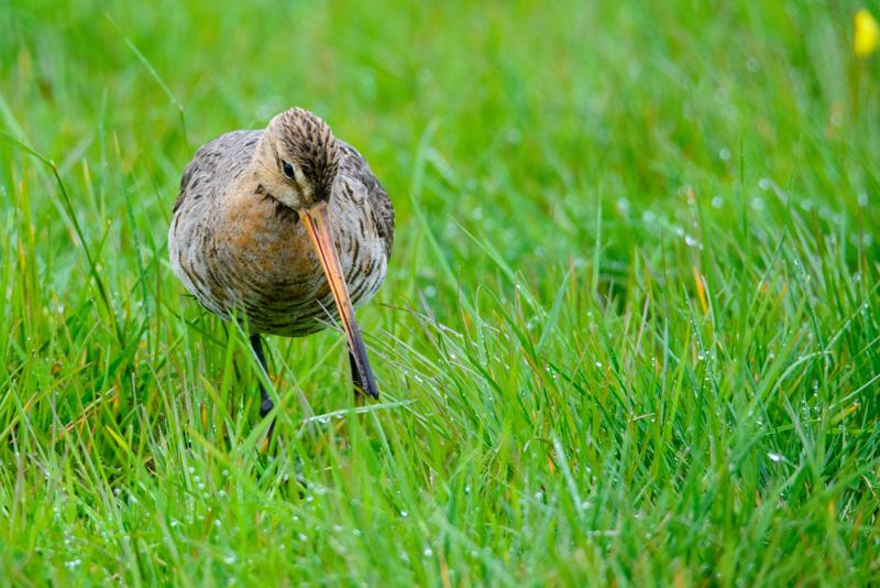  20150516_PB8_9010.JPG </br ><small> 2015-05-16 14:43</br >NIKON D800 + 150.0-600.0 mm f/5.0-6.3<br /> 600mm 1/1600s f/9 ISO 3200</small>