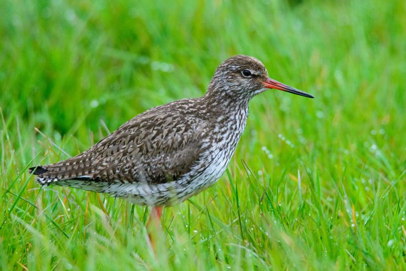  20150516_PB8_9013.JPG </br ><small> 2015-05-16 14:45</br >NIKON D800 + 150.0-600.0 mm f/5.0-6.3<br /> 600mm 1/1600s f/9 ISO 5000</small>