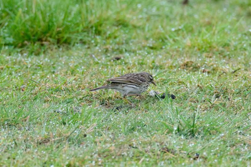  20150516_PB8_9014.JPG </br ><small> 2015-05-16 14:46</br >NIKON D800 + 150.0-600.0 mm f/5.0-6.3<br /> 600mm 1/1600s f/9 ISO 3600</small>