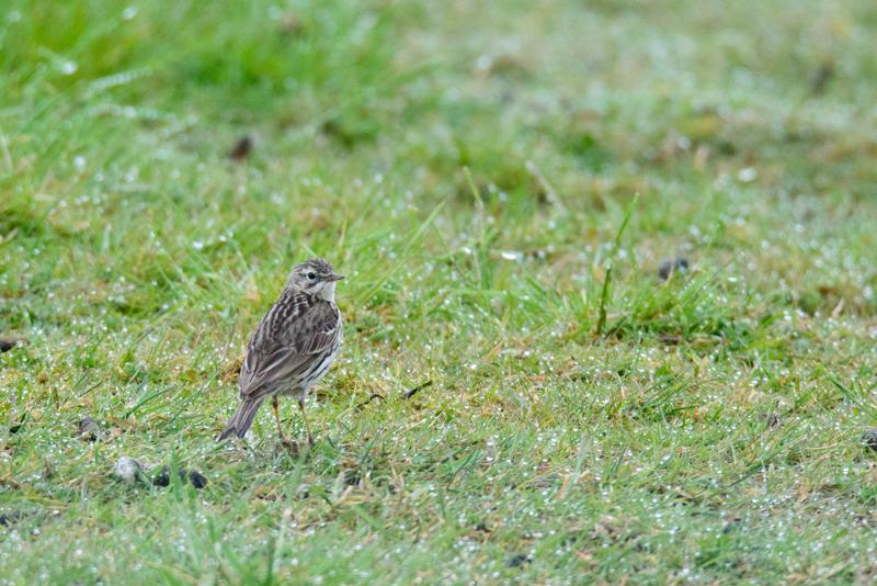  20150516_PB8_9017.JPG </br ><small> 2015-05-16 14:46</br >NIKON D800 + 150.0-600.0 mm f/5.0-6.3<br /> 600mm 1/1600s f/9 ISO 3600</small>