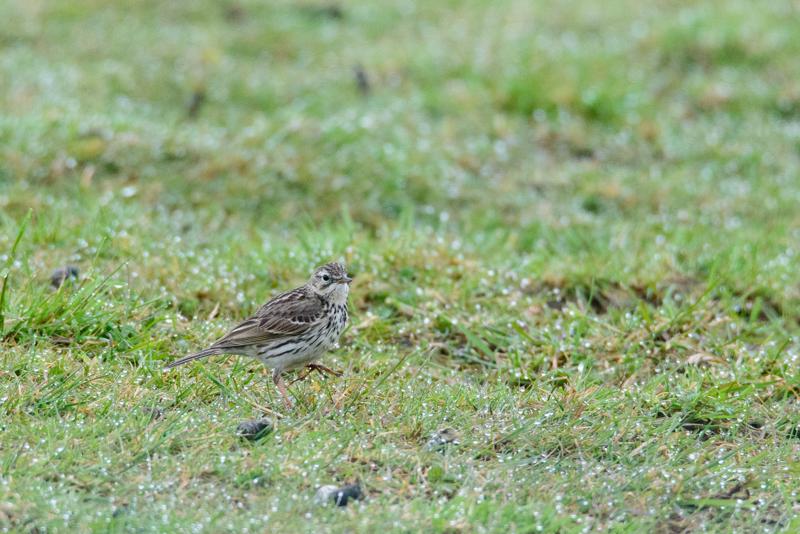  20150516_PB8_9020.JPG </br ><small> 2015-05-16 14:46</br >NIKON D800 + 150.0-600.0 mm f/5.0-6.3<br /> 600mm 1/1600s f/9 ISO 3600</small>