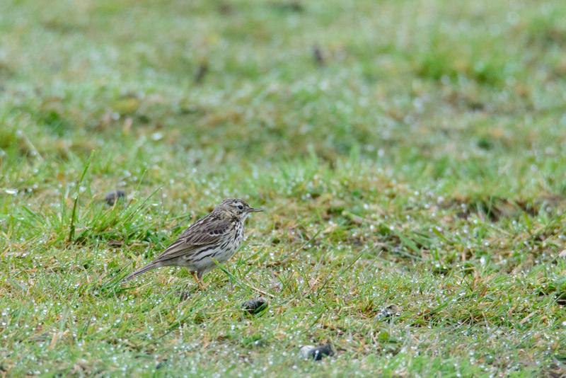  20150516_PB8_9025.JPG </br ><small> 2015-05-16 14:47</br >NIKON D800 + 150.0-600.0 mm f/5.0-6.3<br /> 600mm 1/1600s f/9 ISO 3200</small>