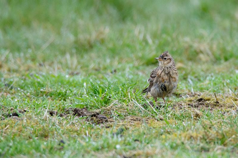  20150516_PB8_9028.JPG </br ><small> 2015-05-16 14:54</br >NIKON D800 + 150.0-600.0 mm f/5.0-6.3<br /> 600mm 1/1600s f/9 ISO 2500</small>