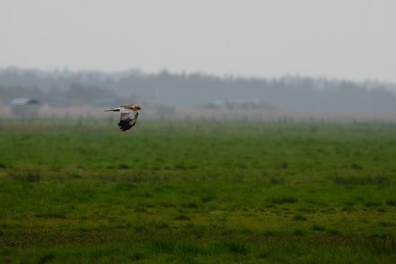  20150516_PB8_9035.JPG </br ><small> 2015-05-16 15:08</br >NIKON D800 + 150.0-600.0 mm f/5.0-6.3<br /> 600mm 1/1600s f/9 ISO 1600</small>