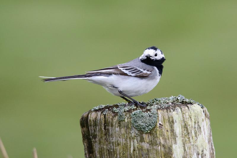  20150516_PB8_9055.JPG </br ><small> 2015-05-16 15:18</br >NIKON D800 + 150.0-600.0 mm f/5.0-6.3<br /> 600mm 1/1250s f/9 ISO 3200</small>