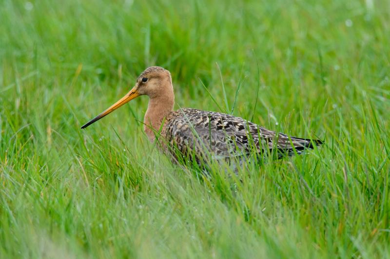  20150516_PB8_9106.JPG </br ><small> 2015-05-16 15:53</br >NIKON D800 + 150.0-600.0 mm f/5.0-6.3<br /> 600mm 1/1250s f/9 ISO 2000</small>