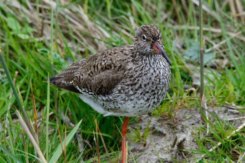  20150516_PB8_9111.JPG </br ><small> 2015-05-16 15:54</br >NIKON D800 + 150.0-600.0 mm f/5.0-6.3<br /> 600mm 1/1250s f/9 ISO 2000</small>