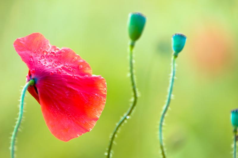  D3C_1503.jpg </br ><small> 2008-06-14 21:00</br >NIKON D300 200mm 1/60s f/5 ISO 200</small>